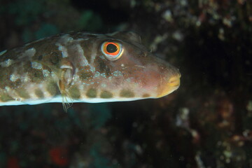 Fish observing attentively during the night on a night dive