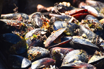 Fresh mussels , seafood background photo