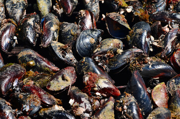 Fresh mussels , seafood background photo