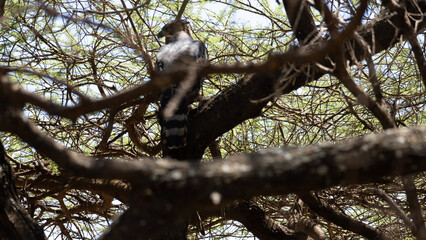 tailed lemur