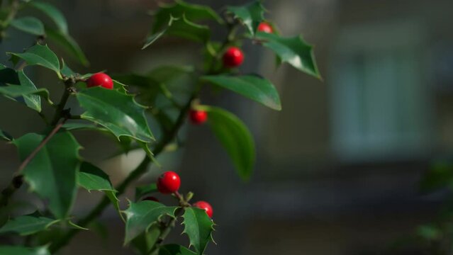 Vibrant green tree branch rose hip growing in city garden nature environment. 