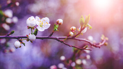 Cherry plum branch with flowers and buds, cherry plum blossoms