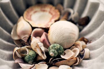 seashells on the sand