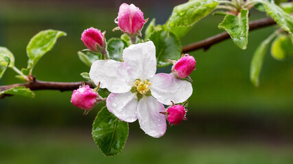 Apple tree branch with pink flowers and buds. Raindrops on apple blossoms