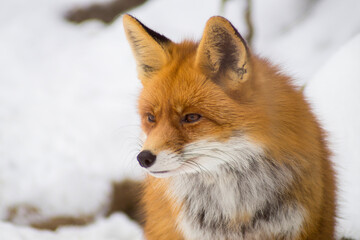 red fox in snow