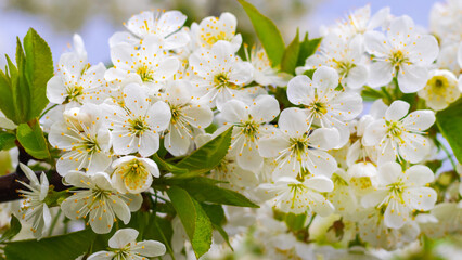 Cherry branch with white flowers on a background of blue sky