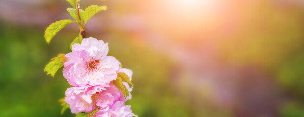 Branch of sakura (Japanese cherry) with lush pink flowers on a blurred background. Sakura blossoms