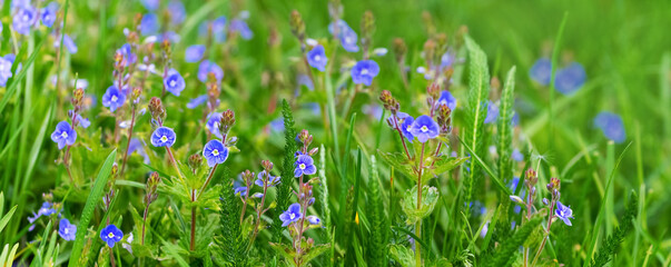 Blue small flowers veronica chamaedrys on a meadow in sunny weather