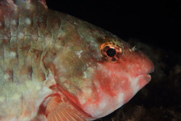 Red fish posing for the camera underwater during a scuba diving 