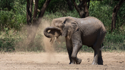 Fototapeta premium Elefantendusche Elephant shower