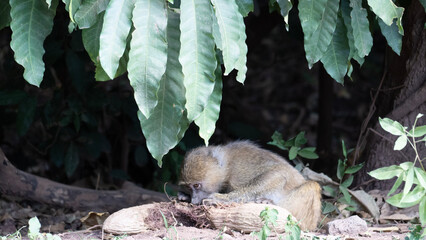 wild boar in the woods