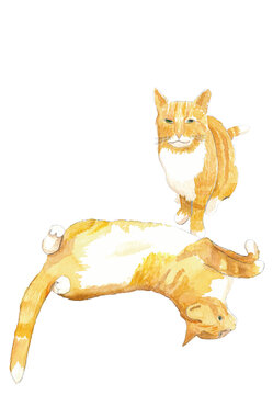 two red cats