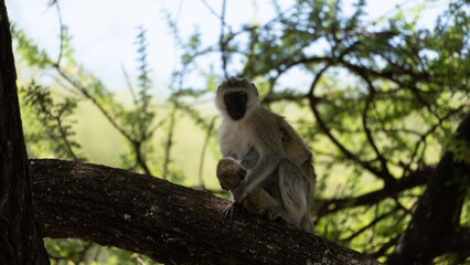 lemur