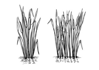 Black reeds sketch set in vintage style. Vector retro illustration element. Spring floral nature background vector - obrazy, fototapety, plakaty