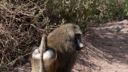 baboon in the zoo