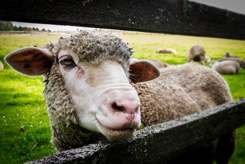 Sheep locked in a breeding yard. - obrazy, fototapety, plakaty