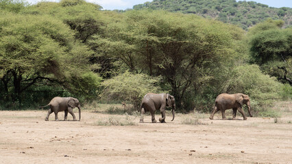 herd of wildebeest