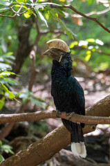 yellow billed toucan