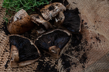 Raw organic cut brown mushrooms on rustic styled table surface with fresh soil