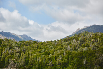 Many pine trees in front of a mountain summit, peak or summit in Argentine Patagonia. Mountain of the Andean Cordillera. Vegetation in front and sky with clouds.
