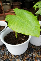 Alocasia, Alocasia macrorrhizos or Alocasia plant or dew drop