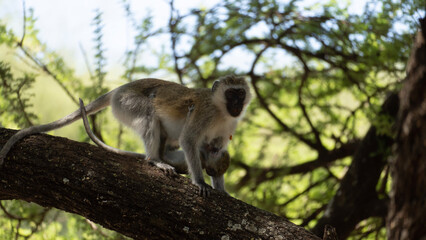 squirrel in the tree