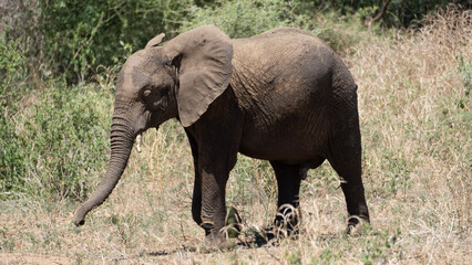 Fototapeta na wymiar Elefantendusche Elephant shower