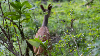 Obraz premium bird on a branch