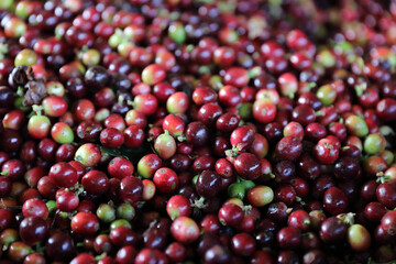 Raw coffee beans in the hand