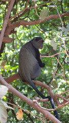 black and white bird