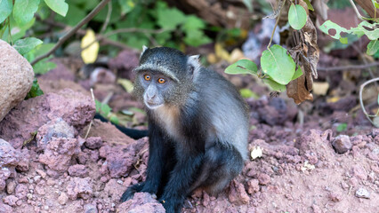 black tailed macaque
