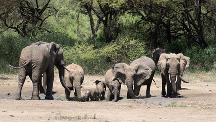 Fototapeta premium herd of elephants