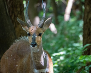 impala antelope portrait