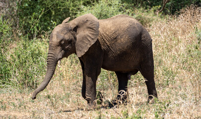 Fototapeta na wymiar Elefant Elephant walk