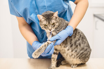 Veterinarian doctor examining the injured leg of a cat