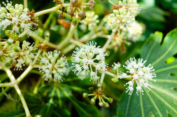 flowers in the garden