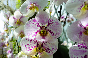 pink orchid flowers