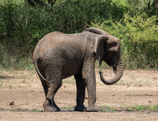 Fototapeta premium Elefantendusche Elephant shower