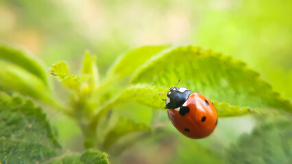 Macro closeup of a ladybug on a leaf. Coccinella septempunctata, the seven-spot ladybird © Jitender kumar