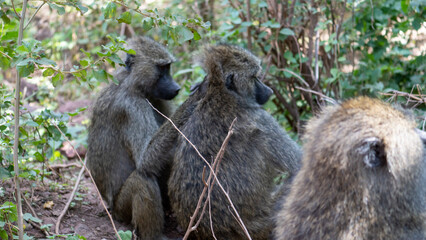 baboon sitting on the ground