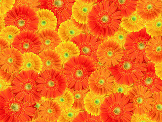 Fototapeta na wymiar Spring background with yellow and orange gerbera flowers. Full frame. Best for Women's Day, Valentines, Mother's Day. 