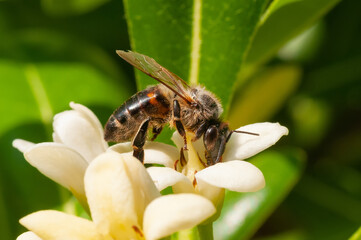 Closeup of honeybee on yellowish flower collecting pollen