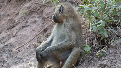 baboon sitting on a rock