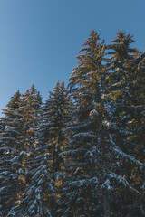 A picturesque shot of tall pine trees covered in snow in a forest in the French Alps mountains on a...