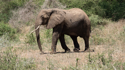 Elephant Shower Elefantendusche mit Sand