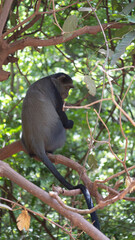 black tailed macaque