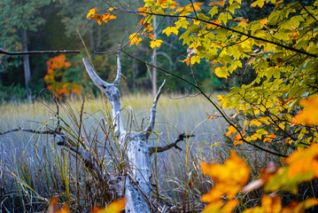 autumn leaves on the river