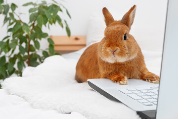 Funny cute decorative rabbit bunny lying on bed in white modern interior with laptop,looking at camera. Smart adorable pet,domestic animal acting like people