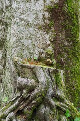 複雑な根を持つ切り株