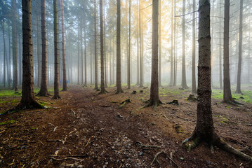 Obraz premium Beams of sun light shining through autumn mist in CHKO Brdy, Czechia.